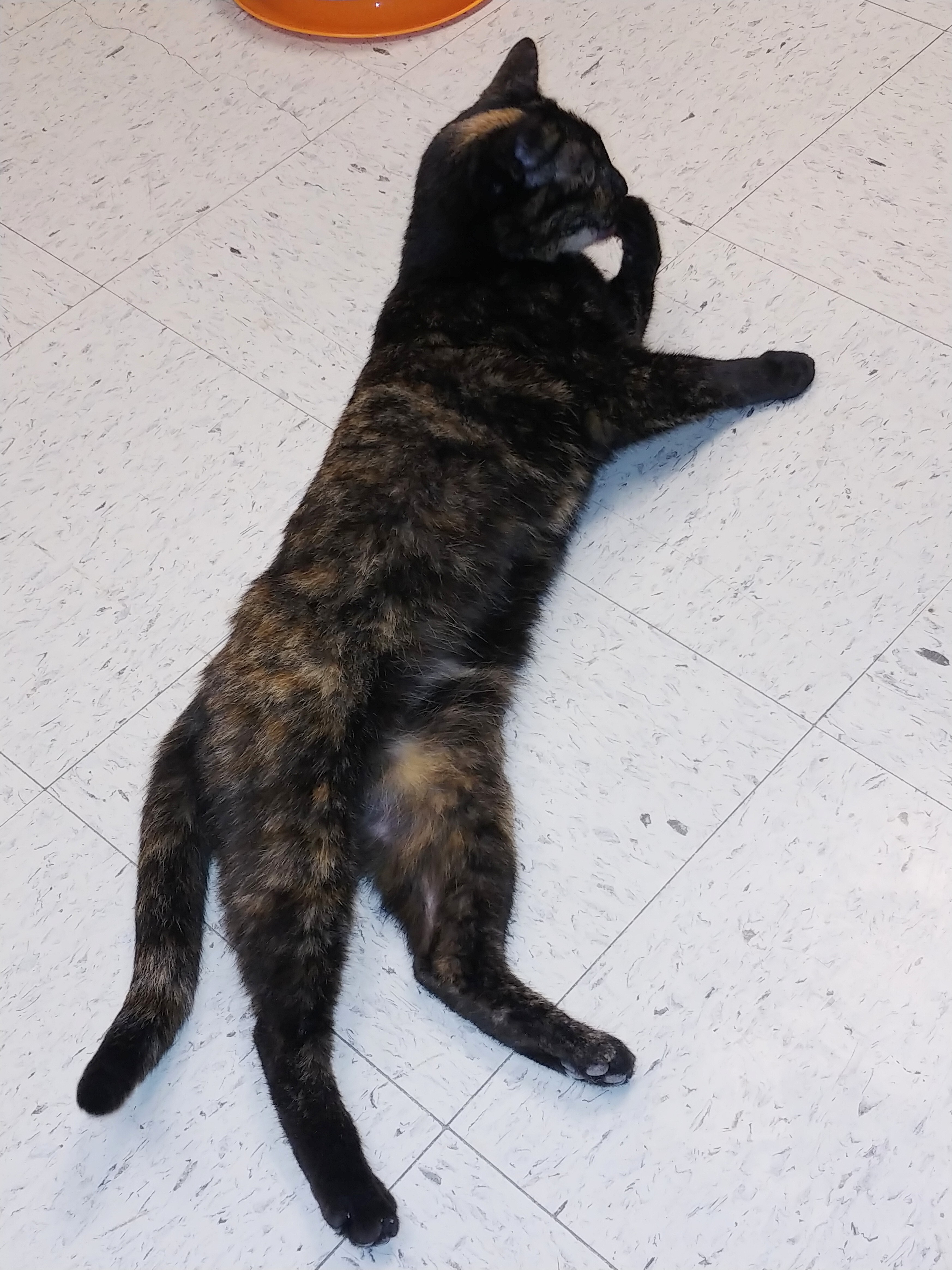 Lulu, a Adoptable Domestic Short Hair in Huntley, IL image 3/11