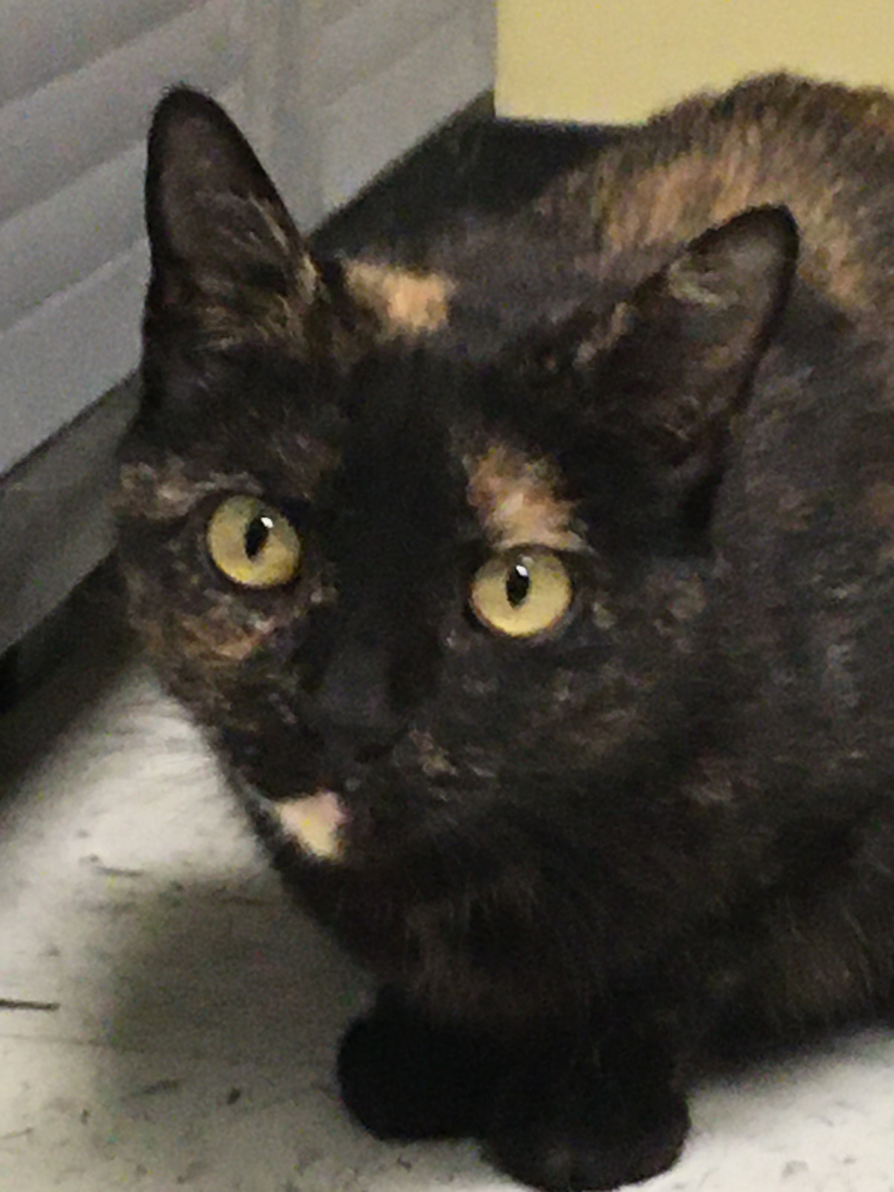 Lulu, a Adoptable Domestic Short Hair in Huntley, IL image 4/11