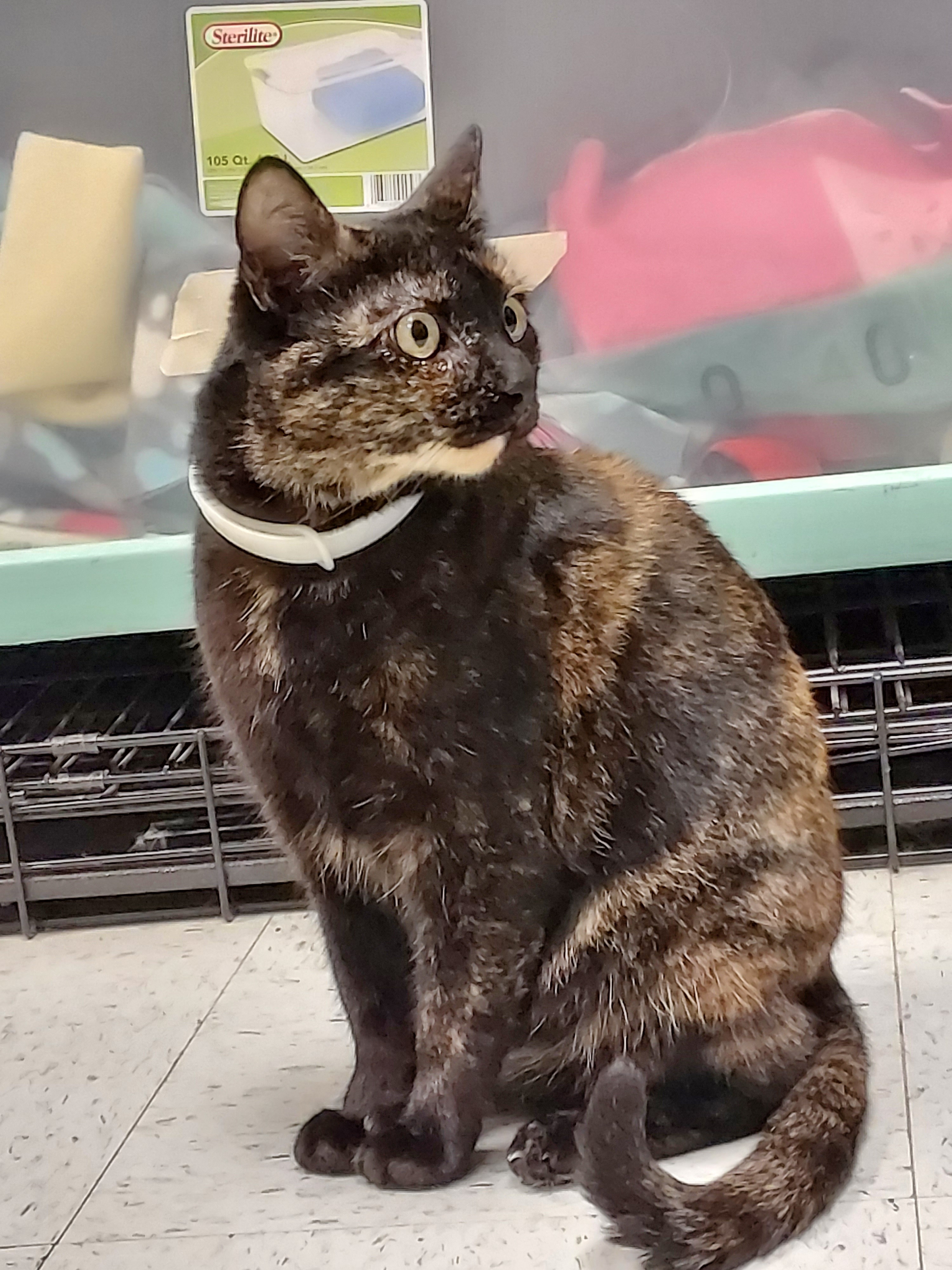 Lulu, a Adoptable Domestic Short Hair in Huntley, IL image 5/11