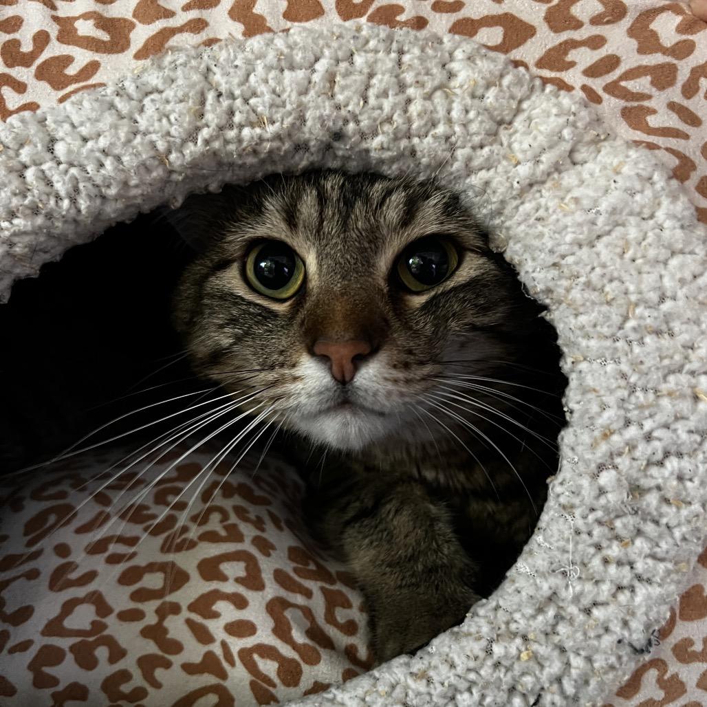 Chespin, Adoptable, Adult Male Domestic Short Hair.