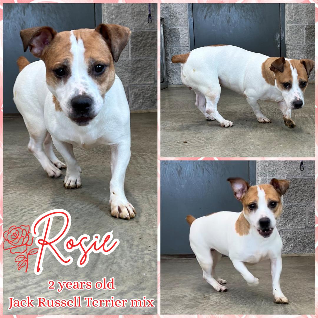Rosie, ADOPTABLE, Adult Female Jack Russell Terrier.