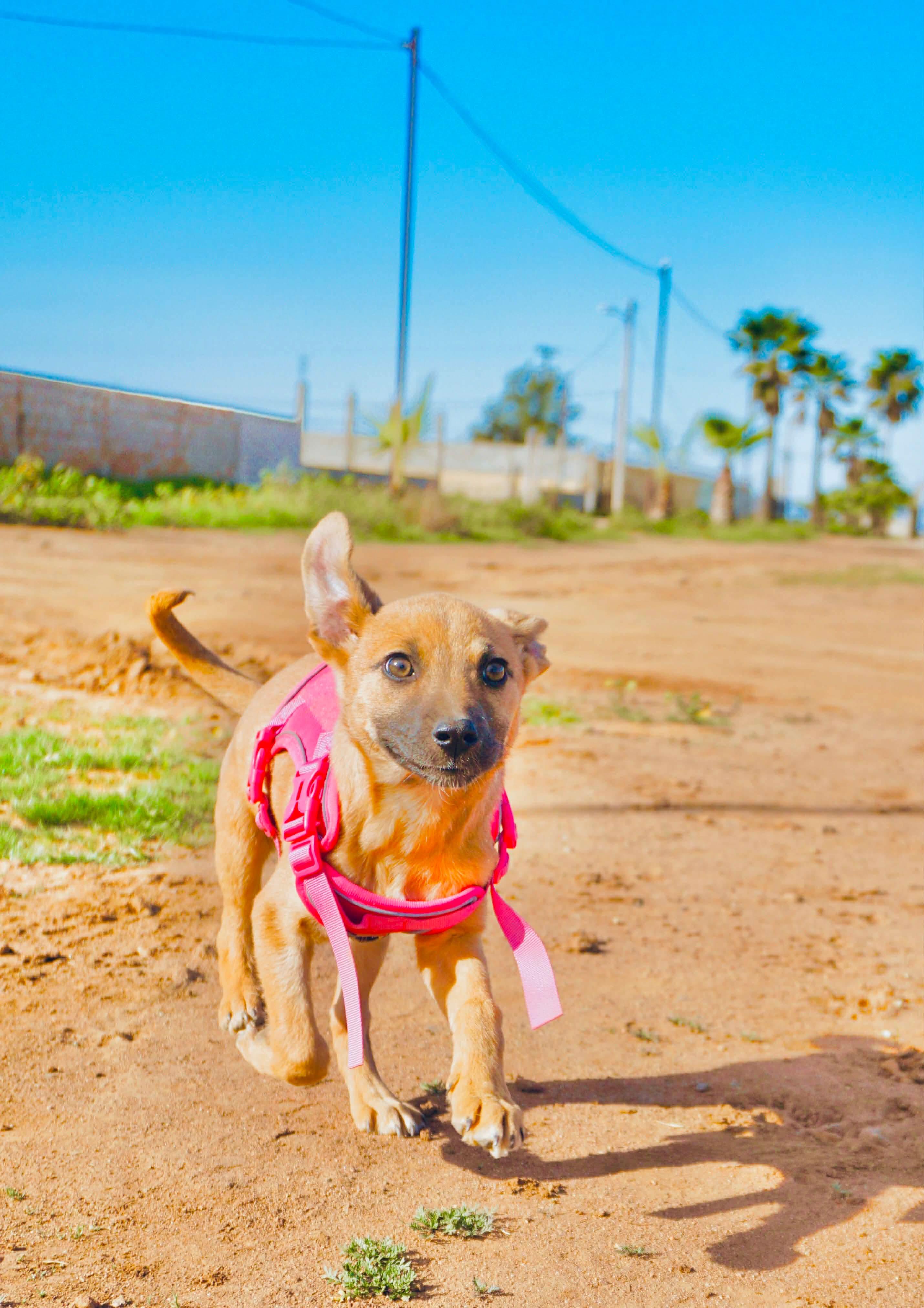 Maple, ADOPTABLE, Puppy Female German Shepherd Dog & Whippet.