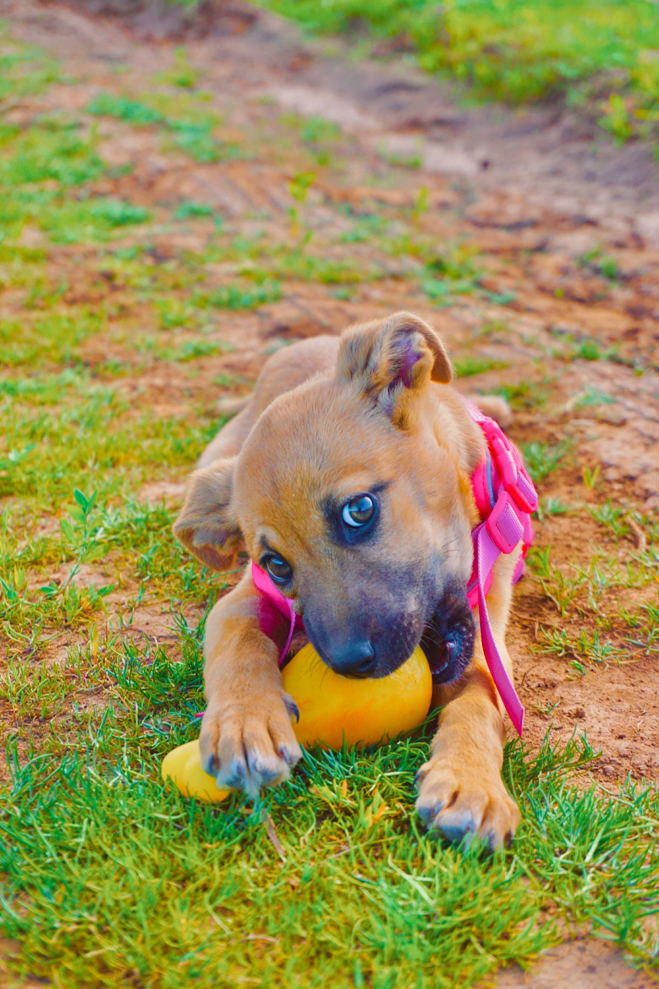 Enlarge Maple, a ADOPTABLE mixed breed in San Diego, CA image 2/2
