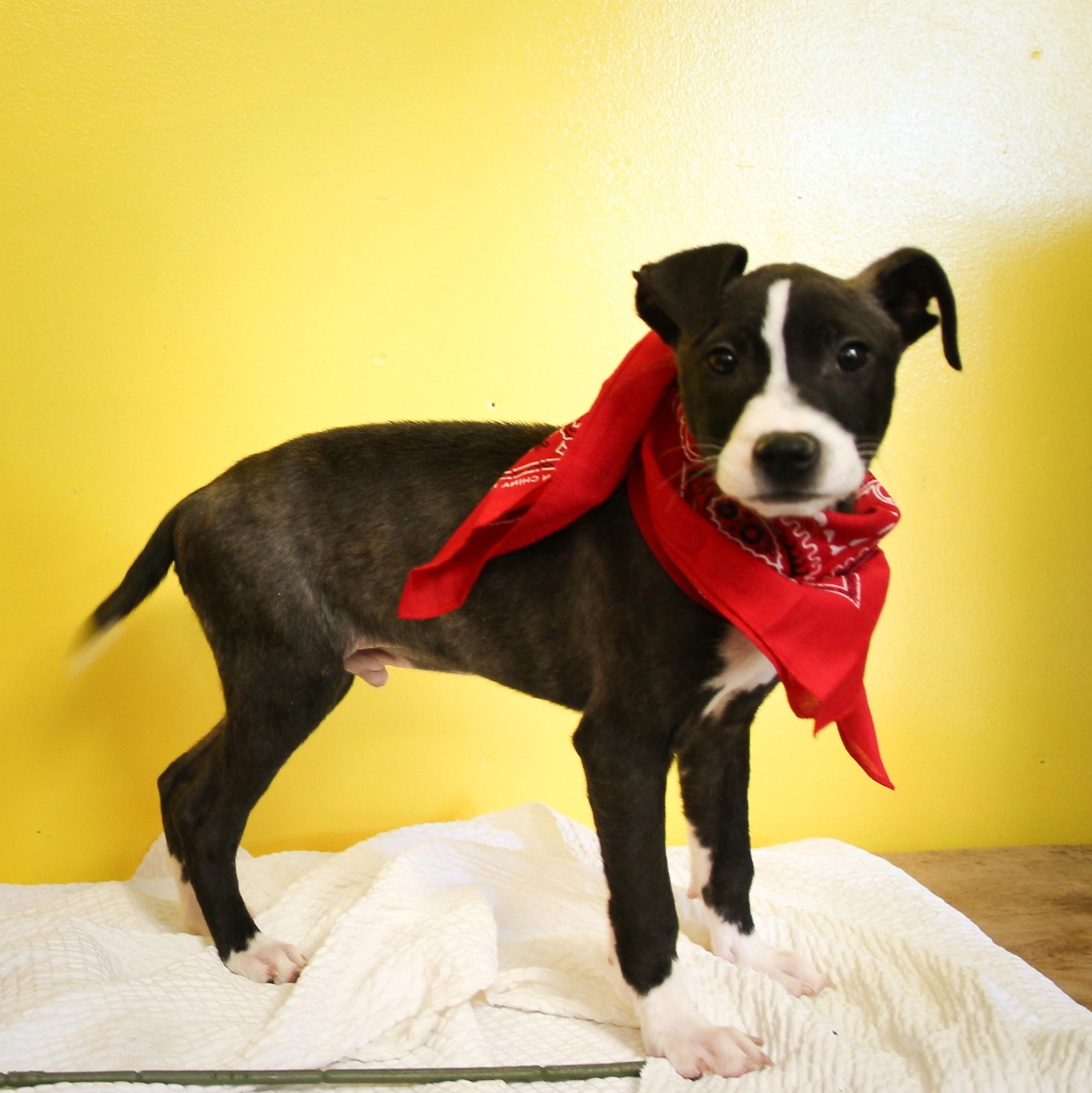 Tobi, an adoptable mixed breed in Pensacola, FL image 2/3