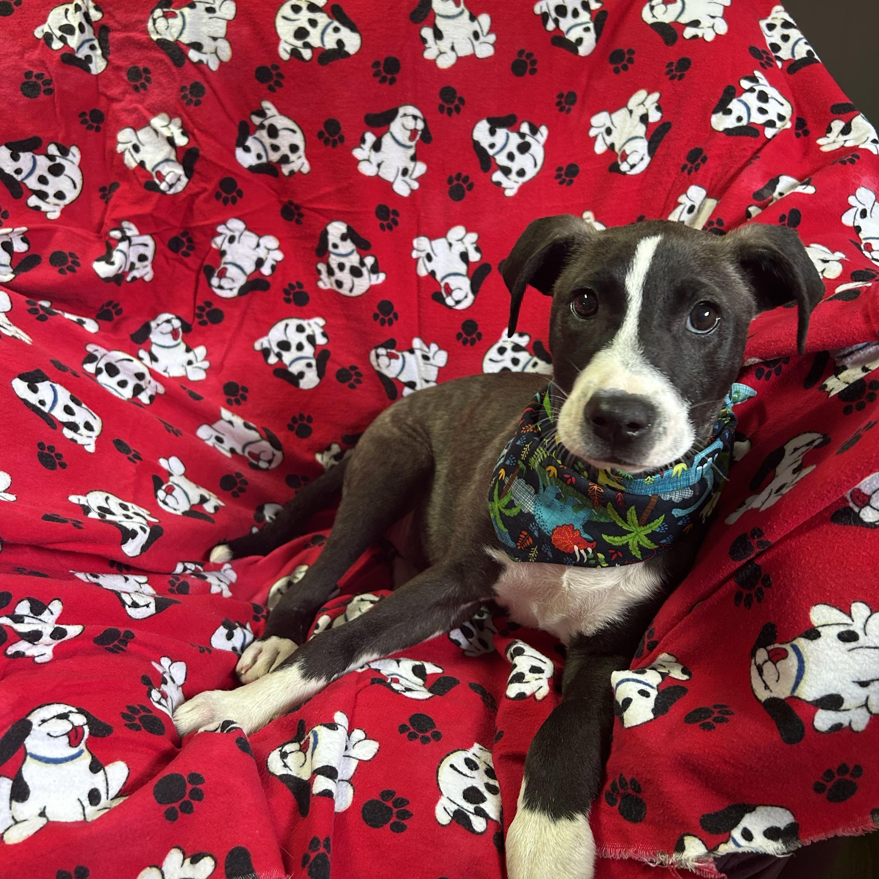 Tobi, an adoptable mixed breed in Pensacola, FL image 3/3