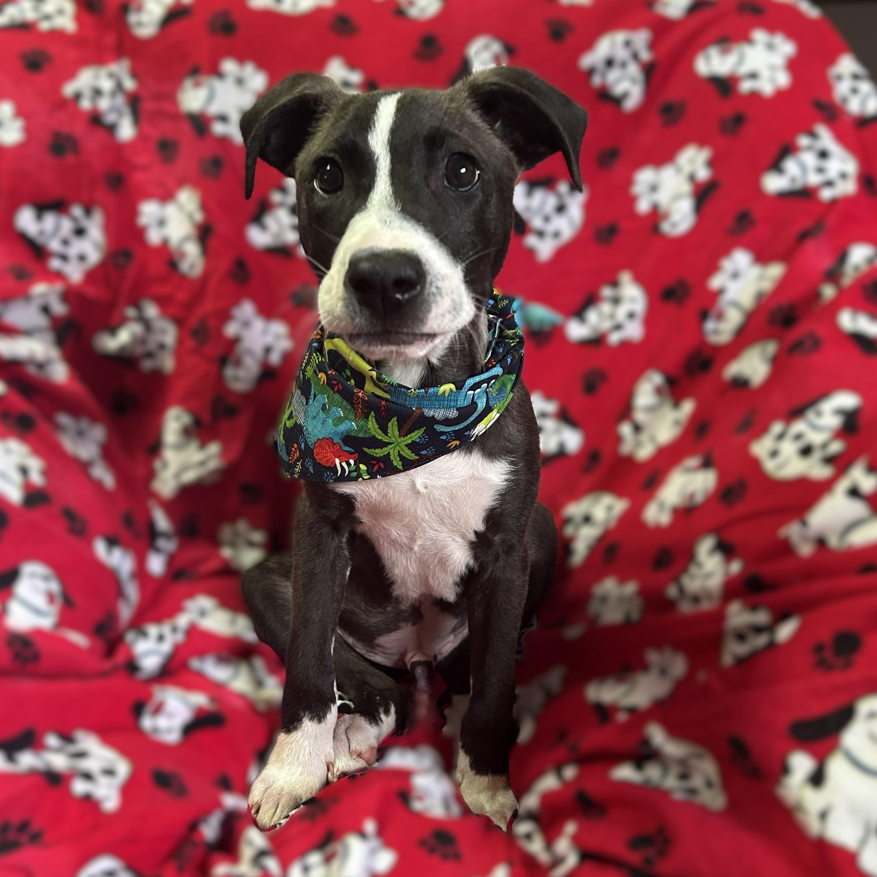 Tobi, an adoptable mixed breed in Pensacola, FL image 1/3