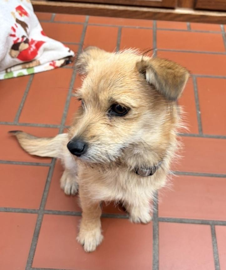 Ruffles, ADOPTABLE, Young Female Terrier.