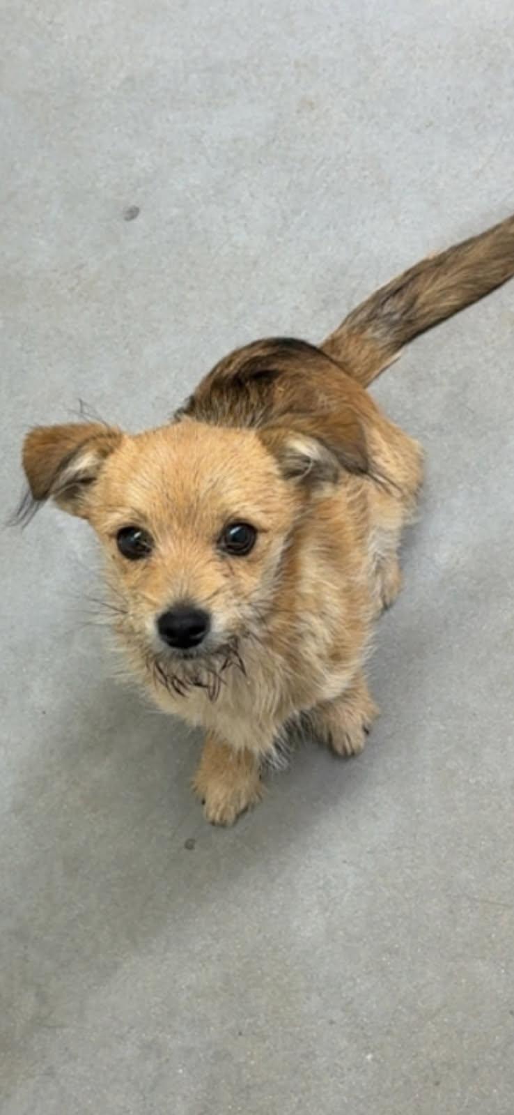 Enlarge Ruffles, a ADOPTABLE mixed breed in Sterling, KS image 2/3