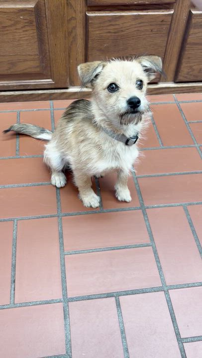 Enlarge Ruffles, a ADOPTABLE mixed breed in Sterling, KS video 3/3