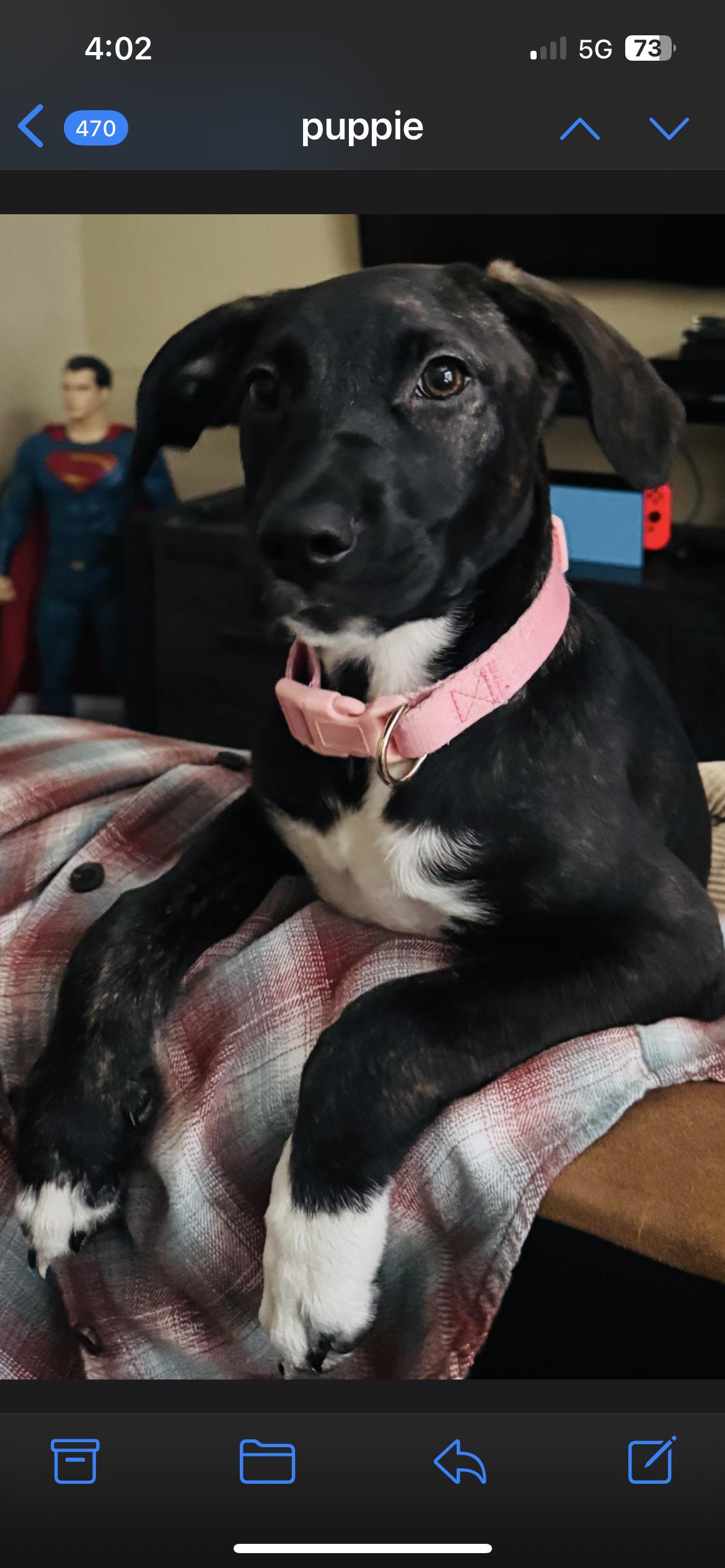 Coco, Adopted, Puppy Female Hound.