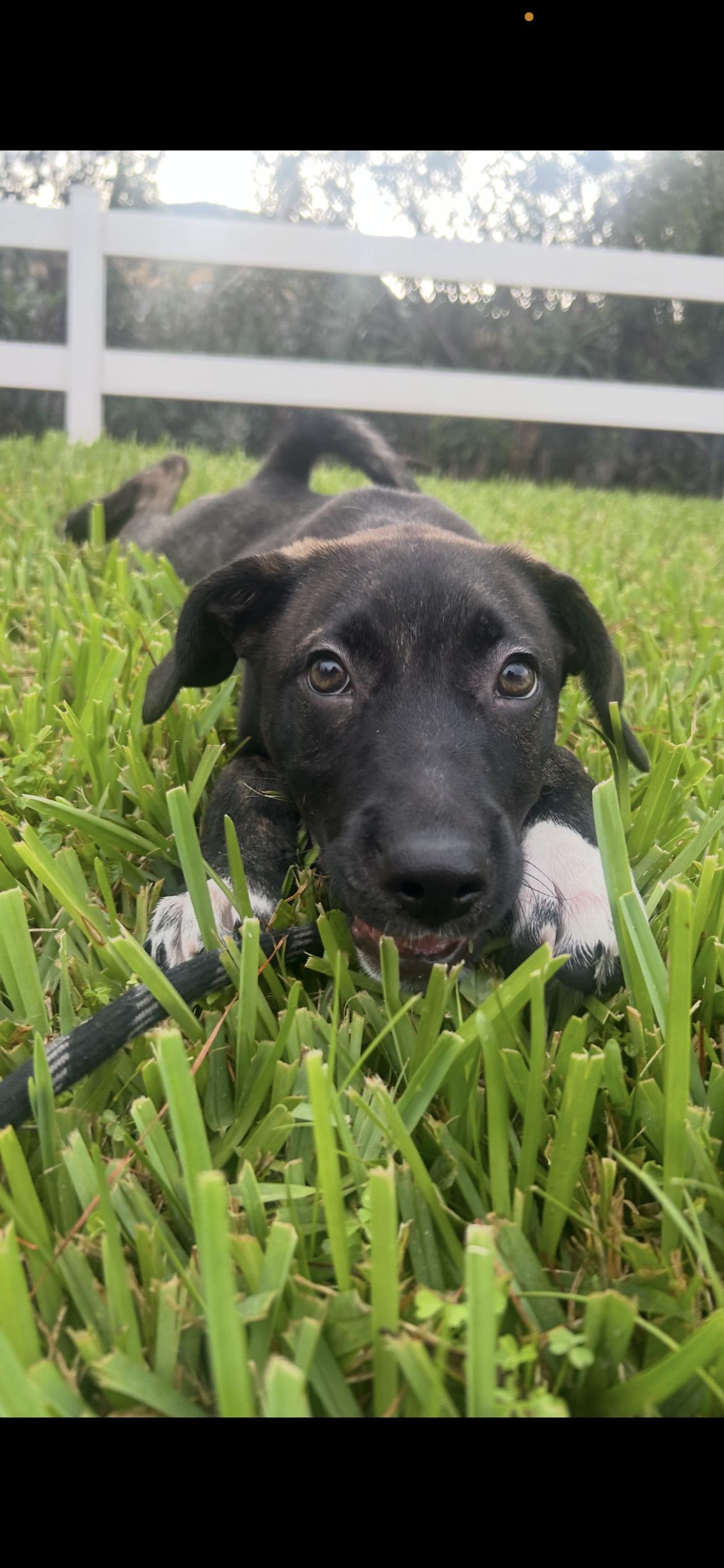 Enlarge Coco, a Adopted Hound in Melbourne, FL image 2/2