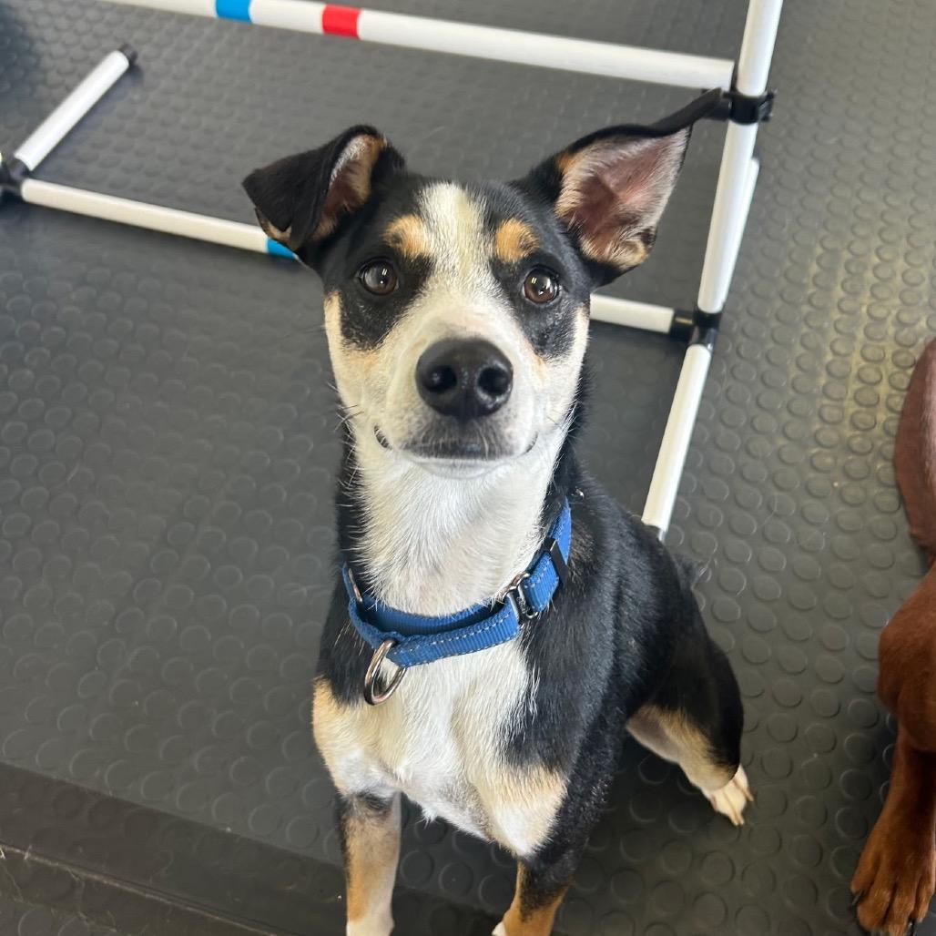 Chad $150, Adoptable, Adult Male Rat Terrier & Cattle Dog.