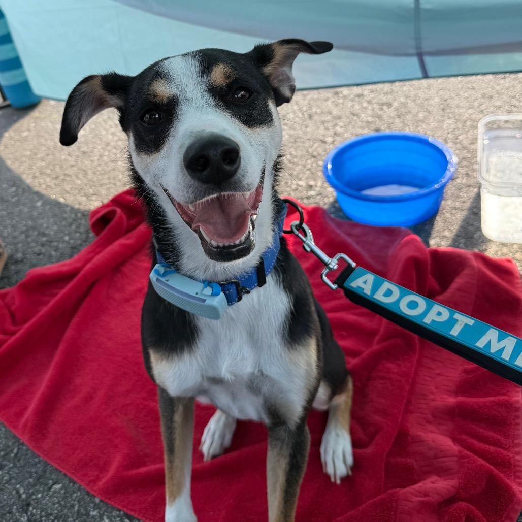 Enlarge Chad $150, a Adoptable mixed breed in Milwaukee, WI image 2/6