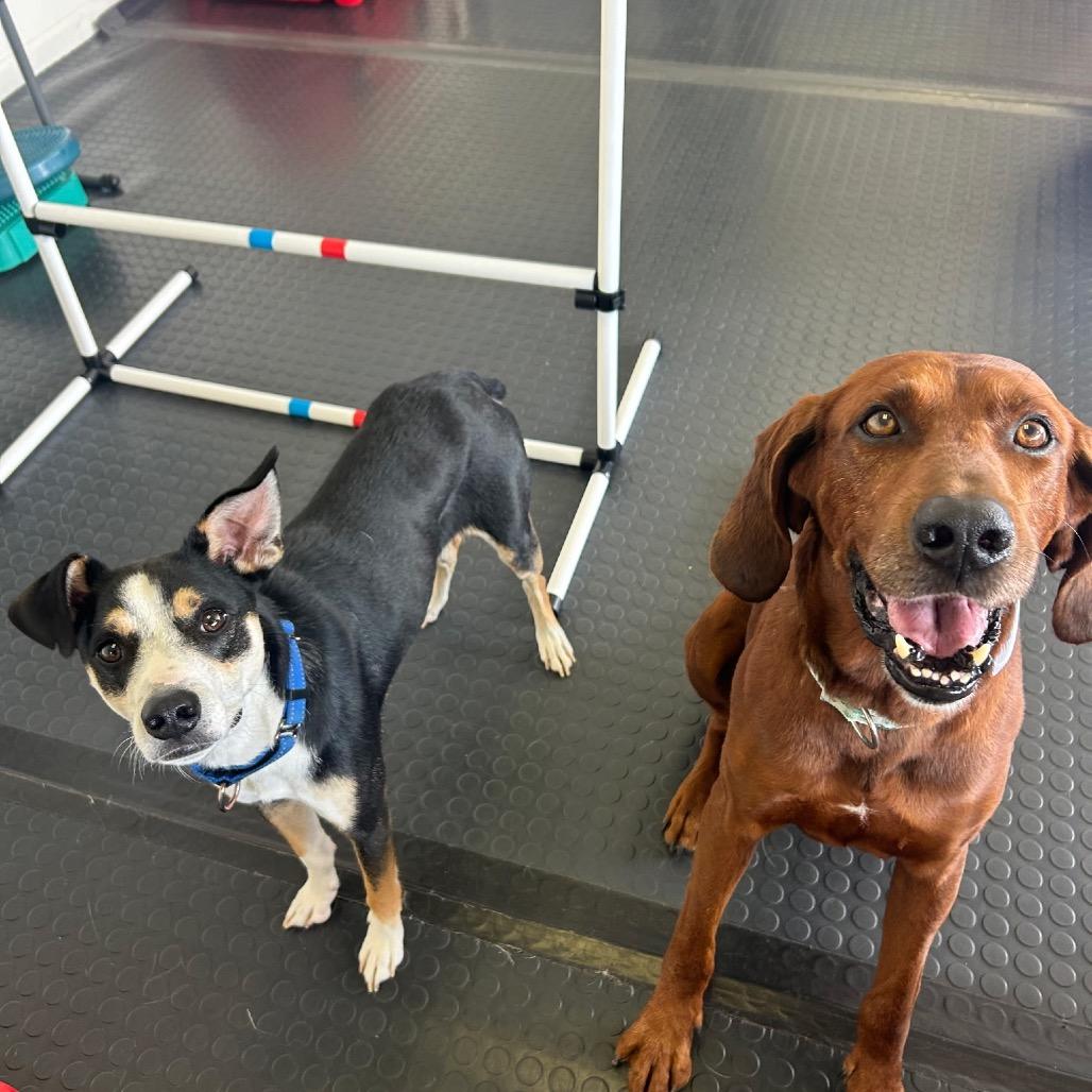 Enlarge Chad $150, a Adoptable mixed breed in Milwaukee, WI image 3/6