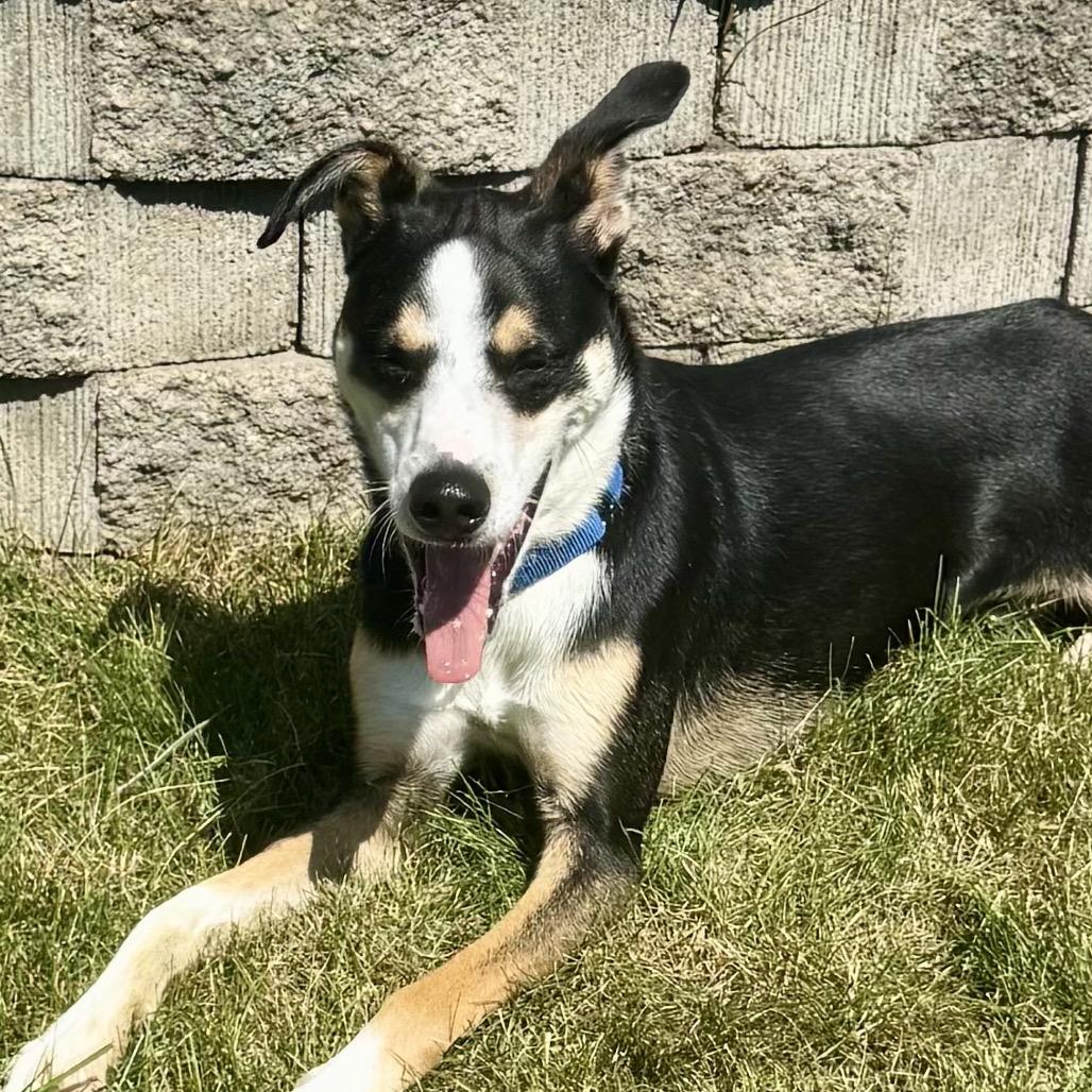 Enlarge Chad $150, a Adoptable mixed breed in Milwaukee, WI image 4/6