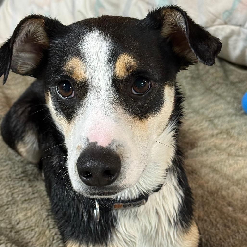 Enlarge Chad $150, a Adoptable mixed breed in Milwaukee, WI image 5/6