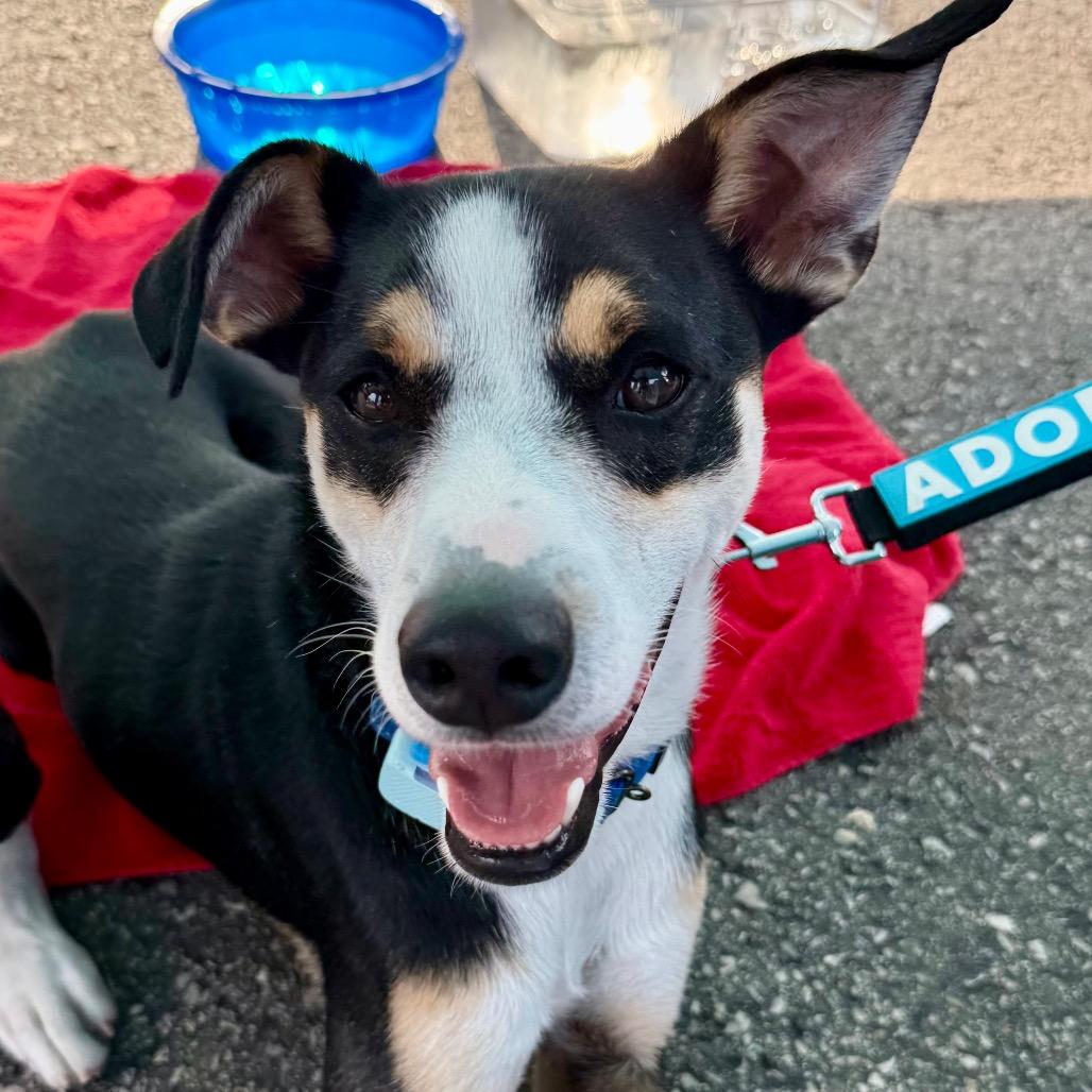 Enlarge Chad $150, a Adoptable mixed breed in Milwaukee, WI image 6/6