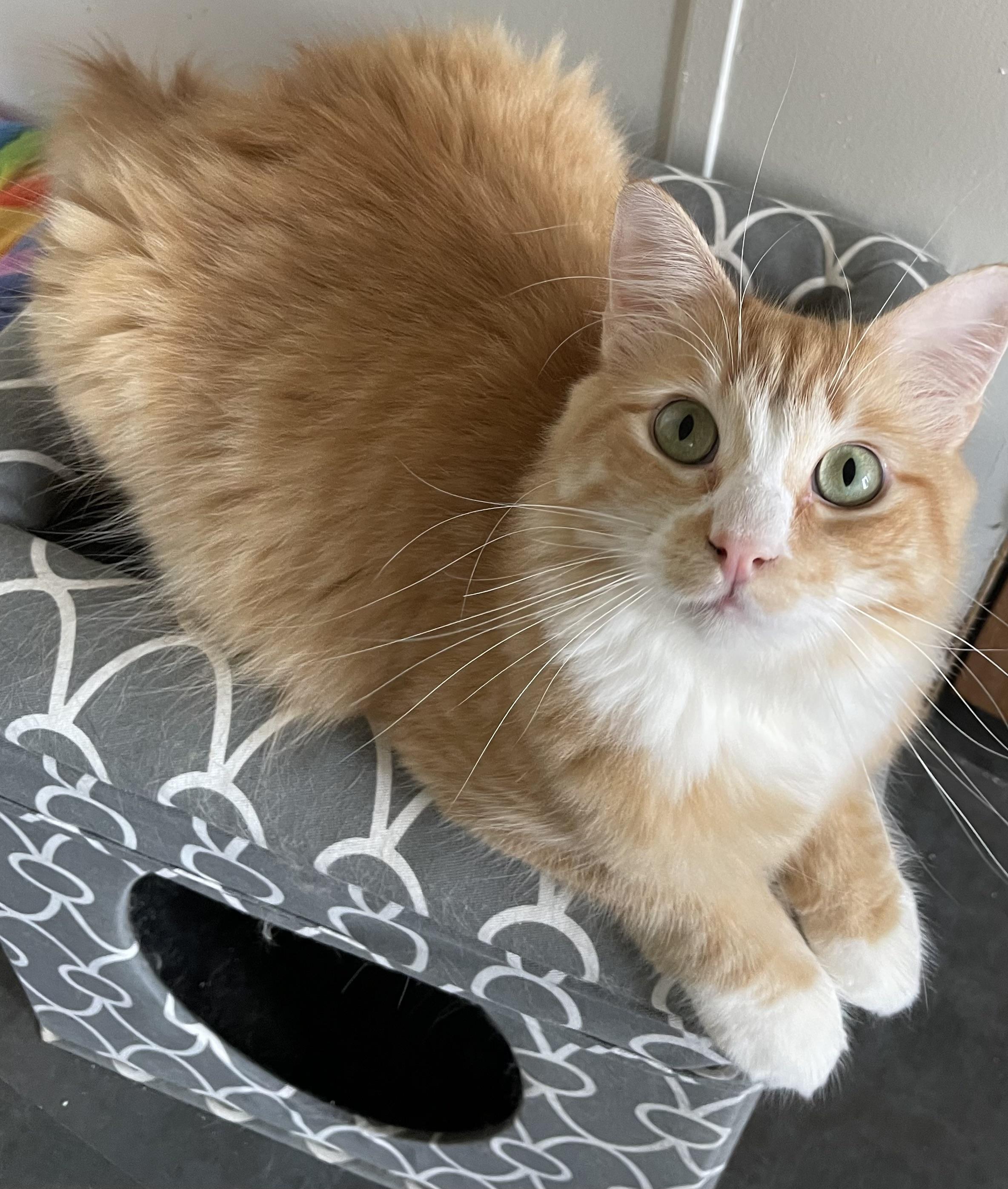 Thor, Adoptable, Adult Male Domestic Long Hair.