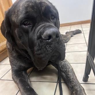 Enlarge Indy, a Adoptable Cane Corso in Oswego, IL image 1/6