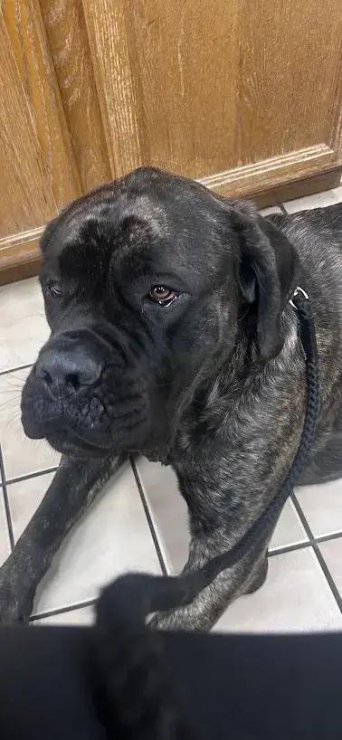 Enlarge Indy, a Adoptable Cane Corso in Oswego, IL image 2/6