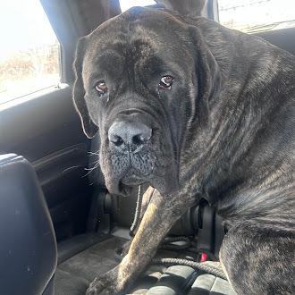 Enlarge Indy, a Adoptable Cane Corso in Oswego, IL image 3/6