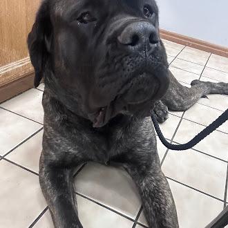 Enlarge Indy, a Adoptable Cane Corso in Oswego, IL image 4/6