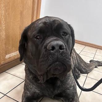 Enlarge Indy, a Adoptable Cane Corso in Oswego, IL image 5/6