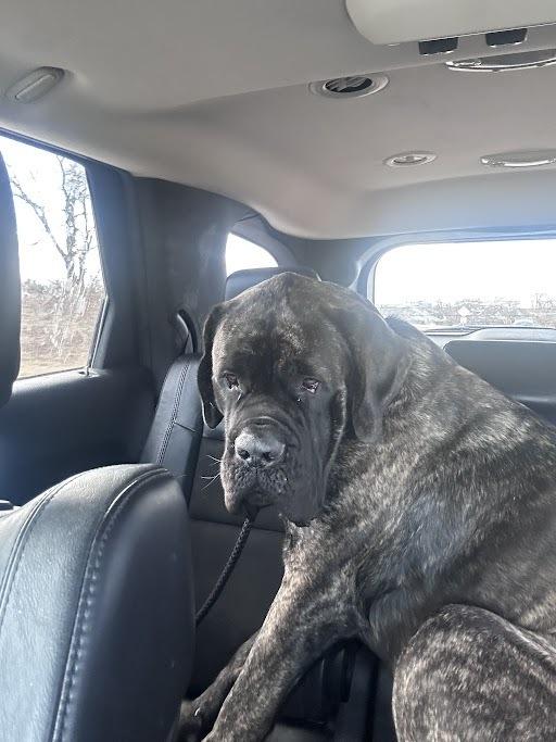 Enlarge Indy, a Adoptable Cane Corso in Oswego, IL image 6/6