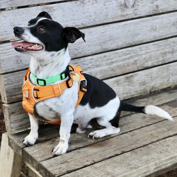 Checker, Adoptable, Adult Male Chihuahua.