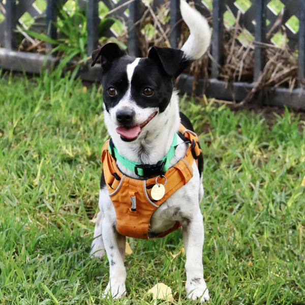 Enlarge Checker, a Adoptable mixed breed in Dublin, CA image 2/6