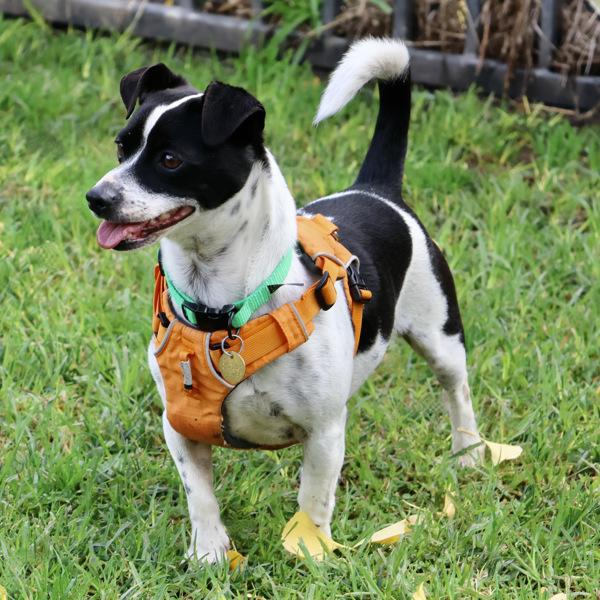 Enlarge Checker, a Adoptable mixed breed in Dublin, CA image 3/6