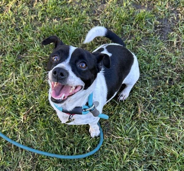Enlarge Checker, a Adoptable mixed breed in Dublin, CA image 4/6