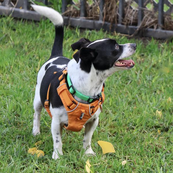 Enlarge Checker, a Adoptable mixed breed in Dublin, CA image 5/6