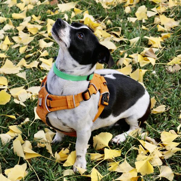 Enlarge Checker, a Adoptable mixed breed in Dublin, CA image 6/6