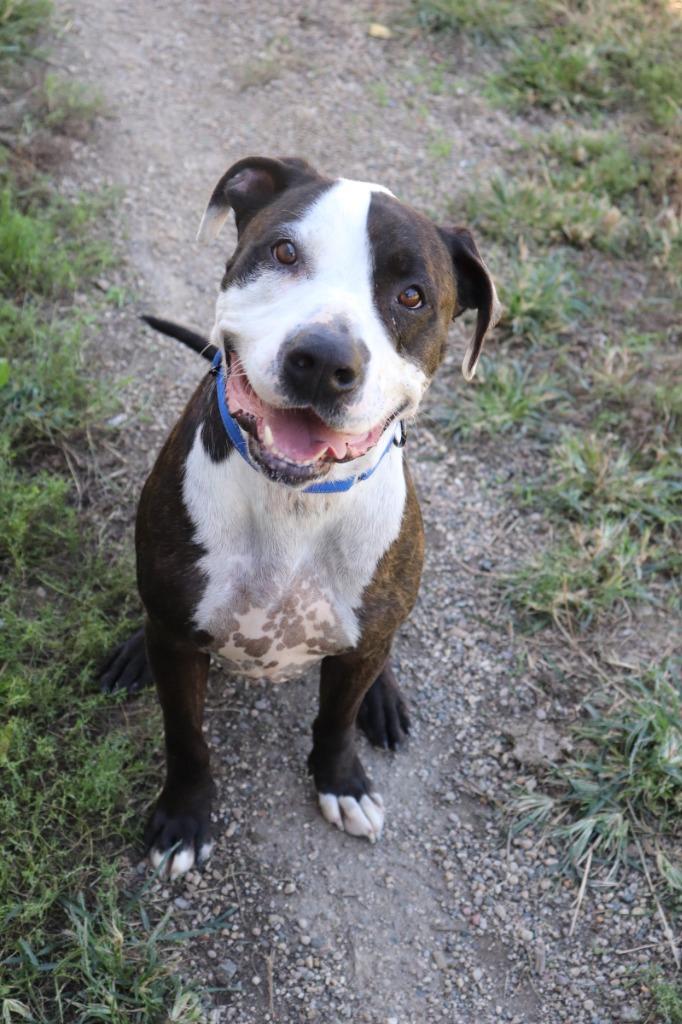 Brick, Adoptable, Senior Male Boxer & Great Dane.
