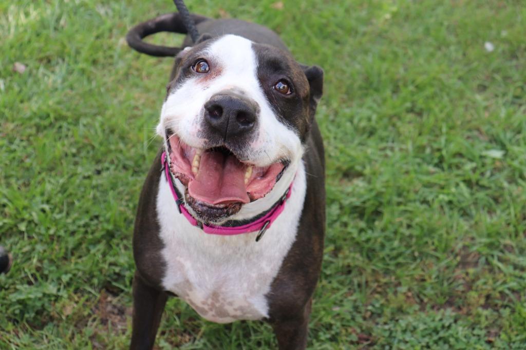 Enlarge Brick, a Adoptable mixed breed in Hillsdale, IN image 2/3