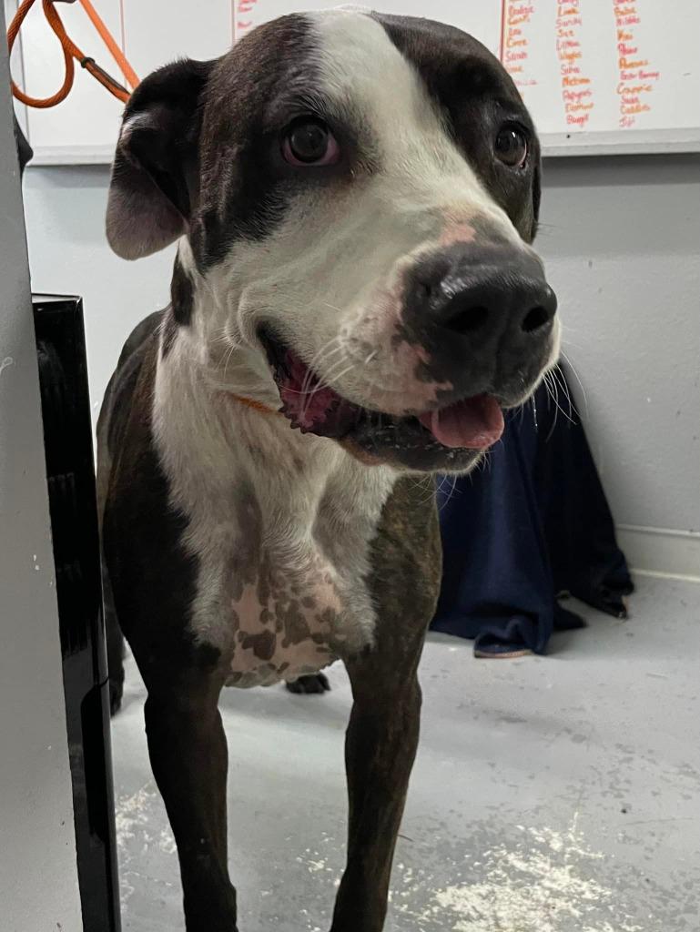 Enlarge Brick, a Adoptable mixed breed in Hillsdale, IN image 3/3