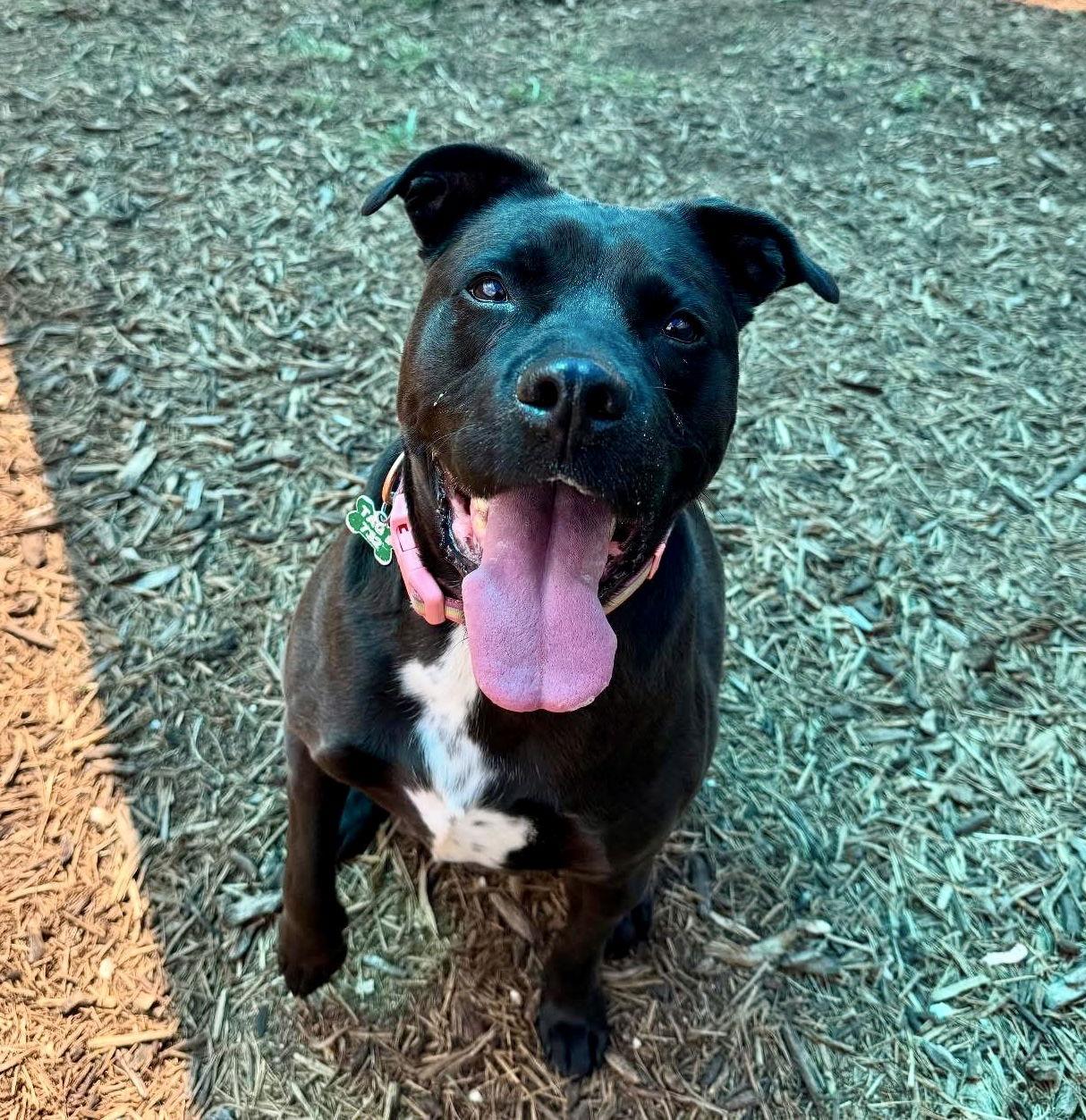 LadyBird, Adopted, Adult Female Labrador Retriever & Pit Bull Terrier.