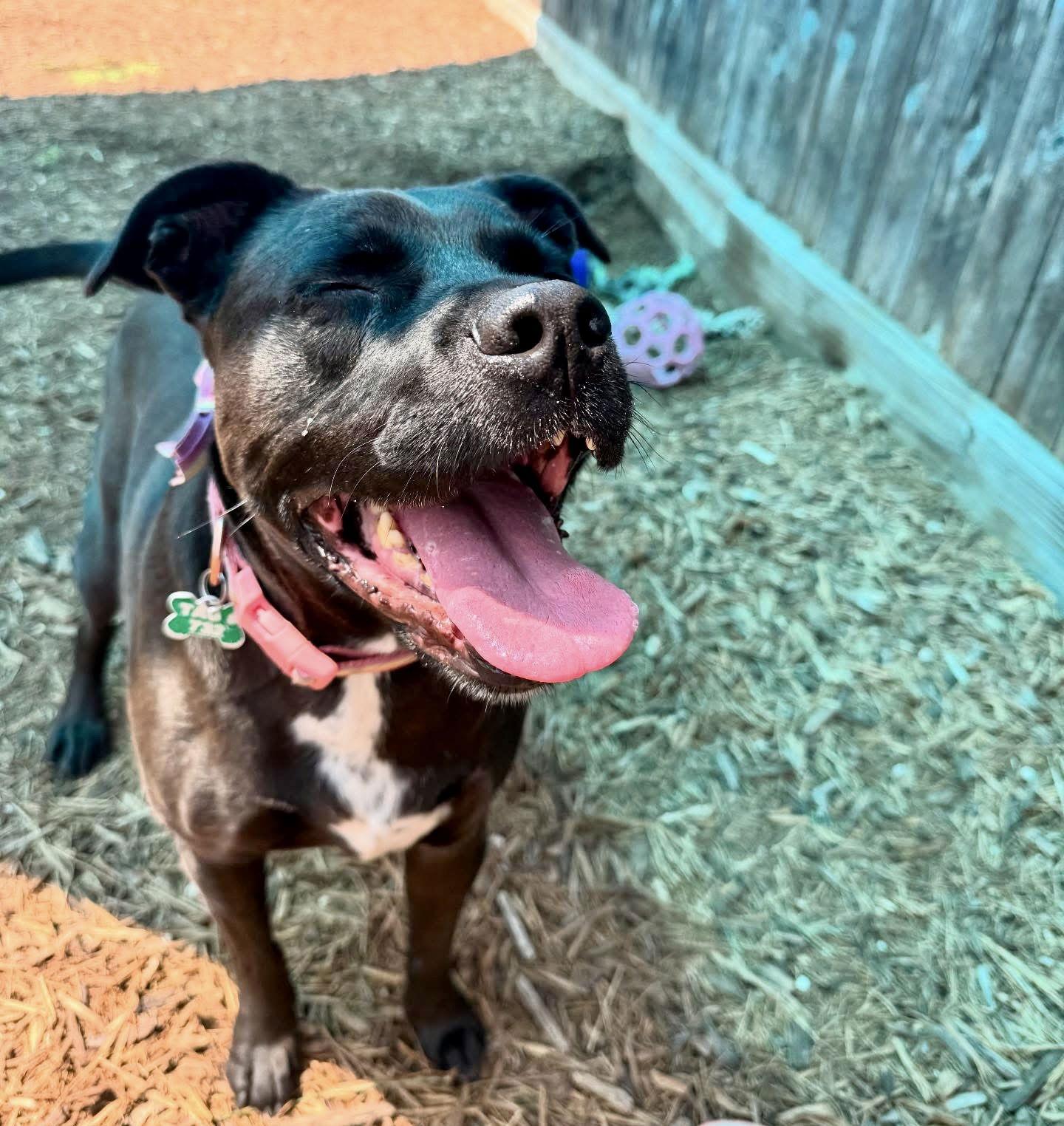 Enlarge LadyBird, a Adopted mixed breed in Houston, TX image 2/3