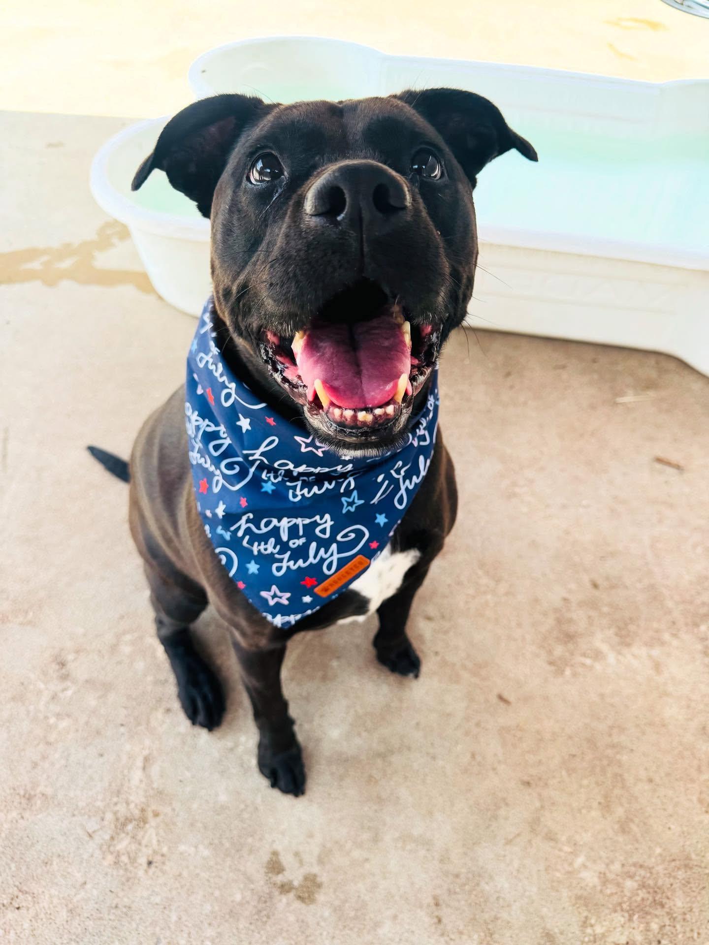 LadyBird, Adopted, Adult Female Labrador Retriever & Pit Bull Terrier.