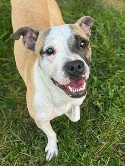 Enlarge Jazmine, a Adoptable mixed breed in Anderson, IN image 1/3