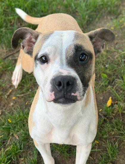 Enlarge Jazmine, a Adoptable mixed breed in Anderson, IN image 2/3