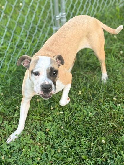 Jazmine, Adoptable, Adult Female Pit Bull Terrier & Mixed Breed.
