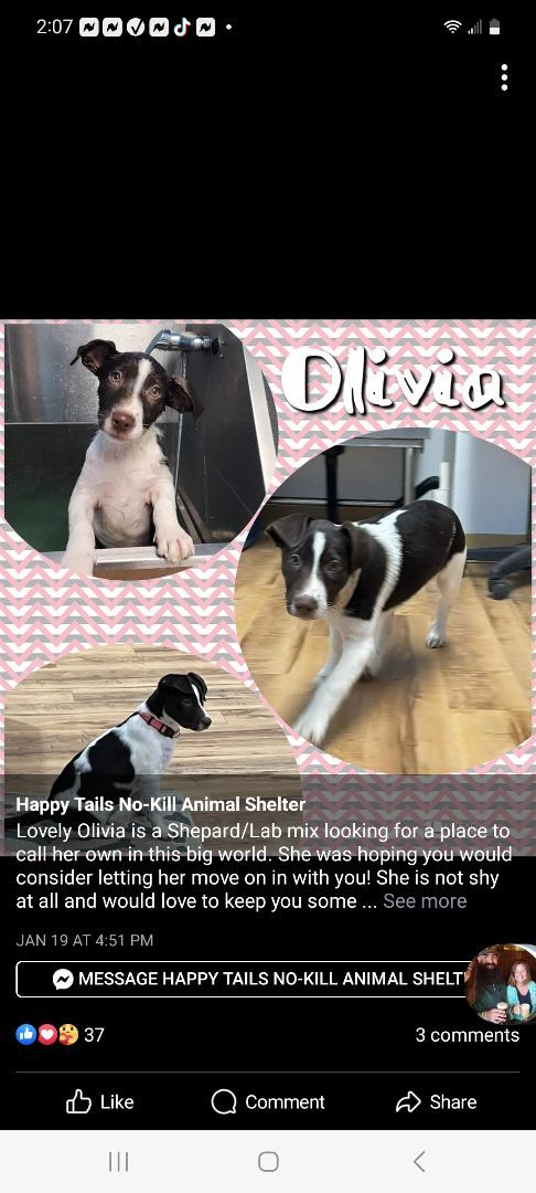 Olivia, Adopted, Puppy Female Beagle.