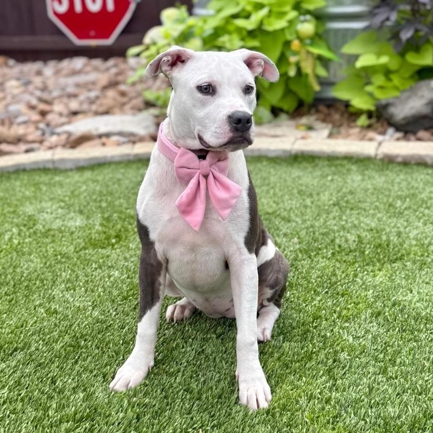 Enlarge Griselda, an adopted mixed breed in Cherry Hill Township, NJ image 4/6