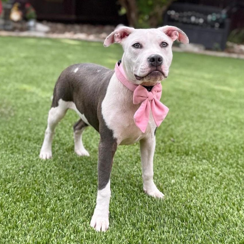 Enlarge Griselda, an adopted mixed breed in Cherry Hill Township, NJ image 2/6