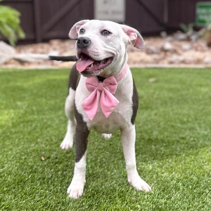 Enlarge Griselda, an adopted mixed breed in Cherry Hill Township, NJ image 6/6