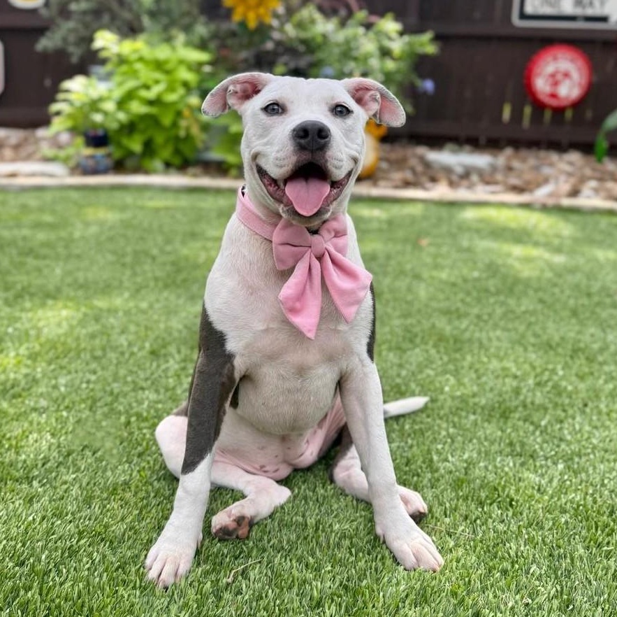 Enlarge Griselda, an adopted mixed breed in Cherry Hill Township, NJ image 5/6
