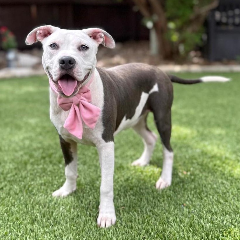 Griselda, adopted, Puppy Female Pit Bull Terrier & Terrier.