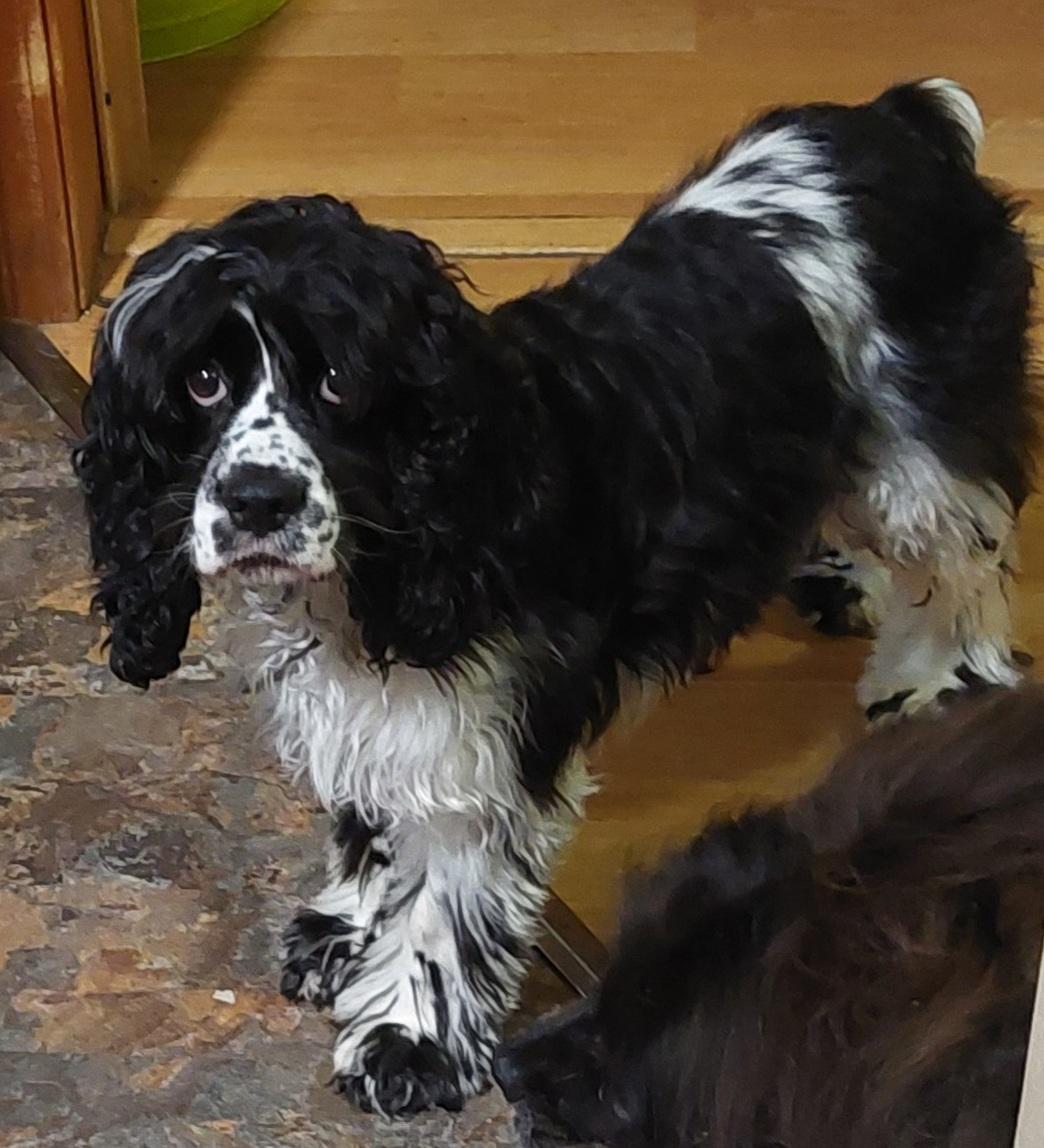 Enlarge Dottie, an adoptable Cocker Spaniel in Conesus, NY image 2/5